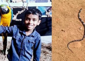 തീയിട്ടിട്ടും രക്ഷയില്ല, പാമ്പ് ക‌ടിയേറ്റ് മരണപ്പെട്ട അൽജോയുടെ വീട്ടിൽ വീണ്ടും ശംഖുവരയൻ!! പാമ്പിനെ കണ്ടെത്തിയത് കിടപ്പുമുറിയിൽ… പാമ്പ് കടിയേറ്റ അനോഷിന്റെ വെന്റിലേറ്റർ സഹായം നീക്കി, എഴുന്നേൽപ്പിച്ച് നിർത്തി, മാതാപിതാക്കളോട് സംസാരിച്ചു…