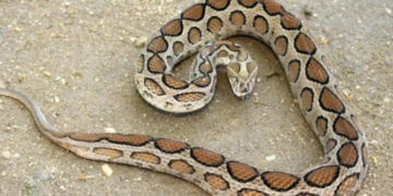 കണ്ണൂരില്‍ പാമ്പ് കടിയേറ്റ് വയോധിക മരിച്ചു, വിനോദ സഞ്ചാരിക്കും കടിയേറ്റു, രണ്ട് ദിവസത്തിനിടെ പാമ്പ് കടിയേറ്റത് നിരവധി പേര്‍ക്ക്