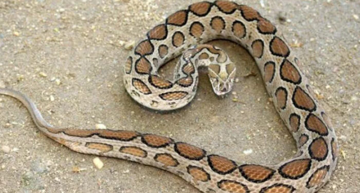 കണ്ണൂരില്‍ പാമ്പ് കടിയേറ്റ് വയോധിക മരിച്ചു, വിനോദ സഞ്ചാരിക്കും കടിയേറ്റു, രണ്ട് ദിവസത്തിനിടെ പാമ്പ് കടിയേറ്റത് നിരവധി പേര്‍ക്ക്