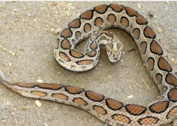 പാമ്പ് ഭീതി ഒഴിയാതെ സംസ്ഥാനം, അംഗനവാടി പരിസരം വൃത്തിയാക്കുന്നതിനിടെ അധ്യാപികയ്ക്ക് പാമ്പ് കടിയേറ്റു, ഗുരുതരാവസ്ഥയില്‍ ആശുപത്രിയില്‍