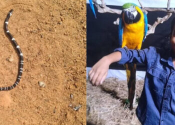 ഇനിയും ഭാഗ്യം പരീക്ഷിക്കാനാവില്ല… സമാധാനം പൂർണമായും നഷ്ടപ്പെട്ടു, ഇളയമകന്‍ അനോഷിനെ വീട്ടിലേക്ക് കൊണ്ടുവരില്ല, പാമ്പുകടിയേറ്റ് മരിച്ച 8 വയസുകാരന്റെ മാതാപിതാക്കൾ