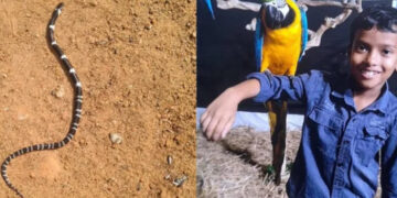 ഇനിയും ഭാഗ്യം പരീക്ഷിക്കാനാവില്ല… സമാധാനം പൂർണമായും നഷ്ടപ്പെട്ടു, ഇളയമകന്‍ അനോഷിനെ വീട്ടിലേക്ക് കൊണ്ടുവരില്ല, പാമ്പുകടിയേറ്റ് മരിച്ച 8 വയസുകാരന്റെ മാതാപിതാക്കൾ