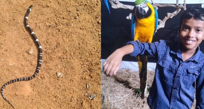 ഇനിയും ഭാഗ്യം പരീക്ഷിക്കാനാവില്ല… സമാധാനം പൂർണമായും നഷ്ടപ്പെട്ടു, ഇളയമകന്‍ അനോഷിനെ വീട്ടിലേക്ക് കൊണ്ടുവരില്ല, പാമ്പുകടിയേറ്റ് മരിച്ച 8 വയസുകാരന്റെ മാതാപിതാക്കൾ