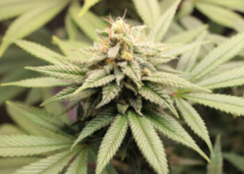 കഞ്ചാവ്  നിയമവിധേയമാക്കണം, ആംസ്റ്റർഡാമിൽ ഇതിനായി കഫേ തന്നെയുണ്ട്,  മദ്യപിച്ച് ആളുകളുടെ കരൾ നശിക്കുന്നുണ്ട്, അത്രയും ശല്യമേ കഞ്ചാവും ചെയ്യൂ – മുന്‍ ഐഎഎസ് ഉദ്യോഗസ്ഥൻ ബിജു പ്രഭാകർ