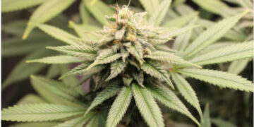 കഞ്ചാവ്  നിയമവിധേയമാക്കണം, ആംസ്റ്റർഡാമിൽ ഇതിനായി കഫേ തന്നെയുണ്ട്,  മദ്യപിച്ച് ആളുകളുടെ കരൾ നശിക്കുന്നുണ്ട്, അത്രയും ശല്യമേ കഞ്ചാവും ചെയ്യൂ – മുന്‍ ഐഎഎസ് ഉദ്യോഗസ്ഥൻ ബിജു പ്രഭാകർ