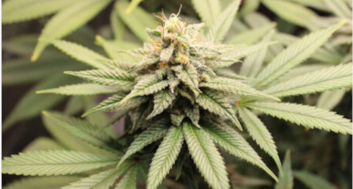 കഞ്ചാവ്  നിയമവിധേയമാക്കണം, ആംസ്റ്റർഡാമിൽ ഇതിനായി കഫേ തന്നെയുണ്ട്,  മദ്യപിച്ച് ആളുകളുടെ കരൾ നശിക്കുന്നുണ്ട്, അത്രയും ശല്യമേ കഞ്ചാവും ചെയ്യൂ – മുന്‍ ഐഎഎസ് ഉദ്യോഗസ്ഥൻ ബിജു പ്രഭാകർ