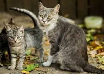 ആറ്റിങ്ങലിൽ പുതിയ പാമ്പ് പിടിത്തക്കാരെത്തി, അമ്മയും രണ്ട് മക്കളും…  ഒരു മണിക്കൂർ കൊണ്ട് മൂവരും ചേർന്ന് പിടികൂടിയത് എട്ട് അണലിക്കുഞ്ഞുങ്ങളെ, പക്ഷെ എട്ടിനേയും പിടിച്ചയുടൻ തട്ടിയെന്ന് മാത്രം!! നാട്ടിലെ അറിയപ്പെടുന്ന പാമ്പ് പിടുത്തക്കാരനായി മൂന്നണ്ണത്തിനെ മാത്രം ബാക്കി വച്ച് സ്റ്റാറായി പൂച്ചയമ്മയും മക്കളും