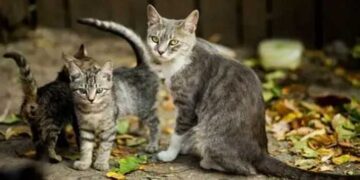 ആറ്റിങ്ങലിൽ പുതിയ പാമ്പ് പിടിത്തക്കാരെത്തി, അമ്മയും രണ്ട് മക്കളും…  ഒരു മണിക്കൂർ കൊണ്ട് മൂവരും ചേർന്ന് പിടികൂടിയത് എട്ട് അണലിക്കുഞ്ഞുങ്ങളെ, പക്ഷെ എട്ടിനേയും പിടിച്ചയുടൻ തട്ടിയെന്ന് മാത്രം!! നാട്ടിലെ അറിയപ്പെടുന്ന പാമ്പ് പിടുത്തക്കാരനായി മൂന്നണ്ണത്തിനെ മാത്രം ബാക്കി വച്ച് സ്റ്റാറായി പൂച്ചയമ്മയും മക്കളും