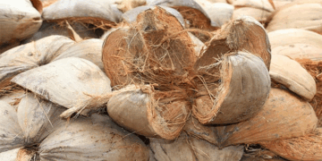 വലിച്ചെറിയല്ലേ,  തേങ്ങയെ സൈഡാക്കി ചകിരി താരമായി; ആ​ഗോളതലത്തിൽ വൻ ഡിമാന്റ്; കയറ്റുമതി സാധ്യതകൾ ഏറുന്നു