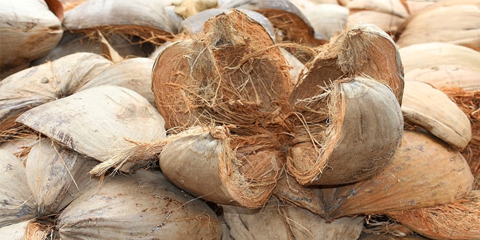 വലിച്ചെറിയല്ലേ,  തേങ്ങയെ സൈഡാക്കി ചകിരി താരമായി; ആ​ഗോളതലത്തിൽ വൻ ഡിമാന്റ്; കയറ്റുമതി സാധ്യതകൾ ഏറുന്നു