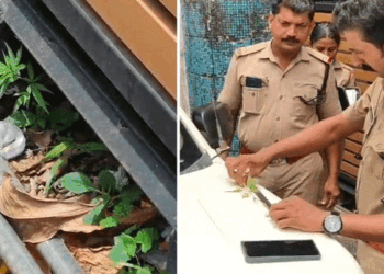 പുനലൂർ താലൂക്ക് ആശുപത്രി ഫാർമസിക്ക് സമീപം കഞ്ചാവ് ചെടി! നട്ടുപിടിപ്പിച്ചത് ആരെന്നതടക്കം കണ്ടെത്തുന്നതിനായി അന്വേഷണം വ്യാപിപ്പിക്കാൻ പോലീസ്