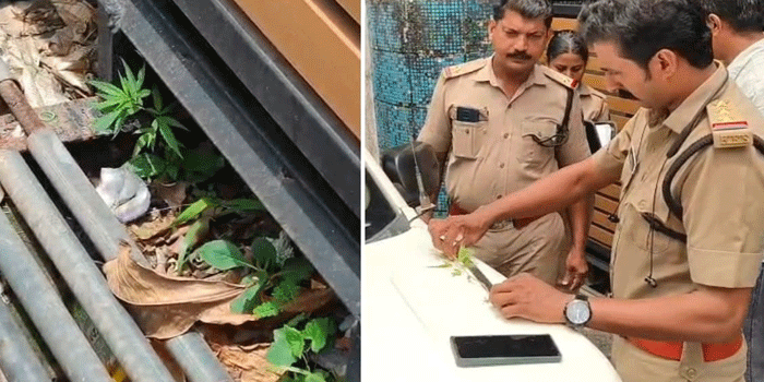 പുനലൂർ താലൂക്ക് ആശുപത്രി ഫാർമസിക്ക് സമീപം കഞ്ചാവ് ചെടി! നട്ടുപിടിപ്പിച്ചത് ആരെന്നതടക്കം കണ്ടെത്തുന്നതിനായി അന്വേഷണം വ്യാപിപ്പിക്കാൻ പോലീസ്