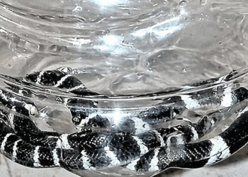 തൃശ്ശൂരിൽ പാമ്പുകടിയേറ്റു മരിച്ച എട്ടുവയസ്സുകാരൻ അൽജോയുടെ വീട്ടിൽ നാലാം ദിനവും പാമ്പുകൾ; രണ്ടെണ്ണത്തിനെ പിടികൂടി; വീടിന്റെ തറ പൊളിച്ച് തിരയാൻ തീരുമാനം