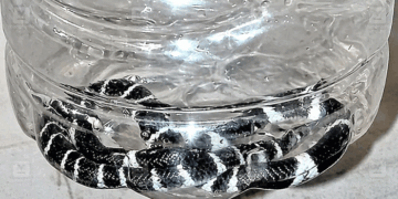 തൃശ്ശൂരിൽ പാമ്പുകടിയേറ്റു മരിച്ച എട്ടുവയസ്സുകാരൻ അൽജോയുടെ വീട്ടിൽ നാലാം ദിനവും പാമ്പുകൾ; രണ്ടെണ്ണത്തിനെ പിടികൂടി; വീടിന്റെ തറ പൊളിച്ച് തിരയാൻ തീരുമാനം