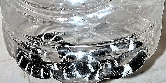 തൃശ്ശൂരിൽ പാമ്പുകടിയേറ്റു മരിച്ച എട്ടുവയസ്സുകാരൻ അൽജോയുടെ വീട്ടിൽ നാലാം ദിനവും പാമ്പുകൾ; രണ്ടെണ്ണത്തിനെ പിടികൂടി; വീടിന്റെ തറ പൊളിച്ച് തിരയാൻ തീരുമാനം