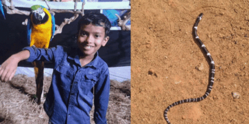 തലയണയുടെ അടിയിൽ വിഷപ്പാമ്പ്;  ഉറങ്ങാൻ കിടന്ന എട്ടുവയസ്സുകാരൻ പാമ്പുകടിയേറ്റ് മരിച്ചു; സഹോദരൻ ​ഗുരുതരാവസ്ഥയിൽ