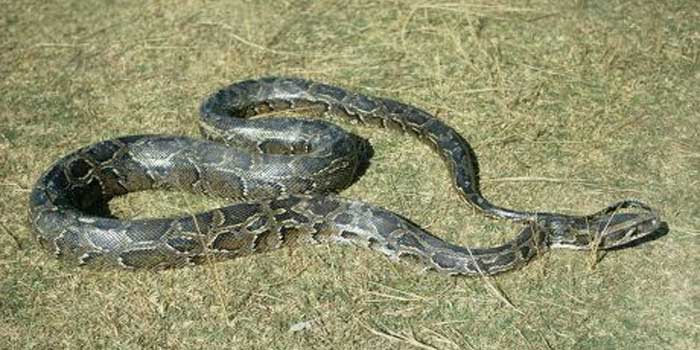 കായംകുളത്ത് 15കാരിക്ക് പാമ്പ് കടിയേറ്റു, അപകടം രാത്രിയിൽ വീടിന്റെ അരികിലെ ടാപ്പിൽ നിന്ന് കാലുകഴുകുന്നതിനിടെ, പാലായിൽ വാർഡ് മെമ്പർ പാമ്പ് കടിയേറ്റ് തീവ്രപരിചരണ വിഭാഗത്തിൽ ചികിത്സയിൽ,