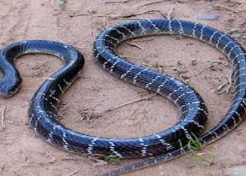 വീട്ടിലെ ശുചിമുറിയിൽ നിന്ന് രണ്ടര വയസുകാരന് പാമ്പ് കടിലേറ്റു, കടിച്ചത് ശംഖുവരയൻ, കുട്ടിയുടെ ആരോ​ഗ്യനില തൃപ്തികരം