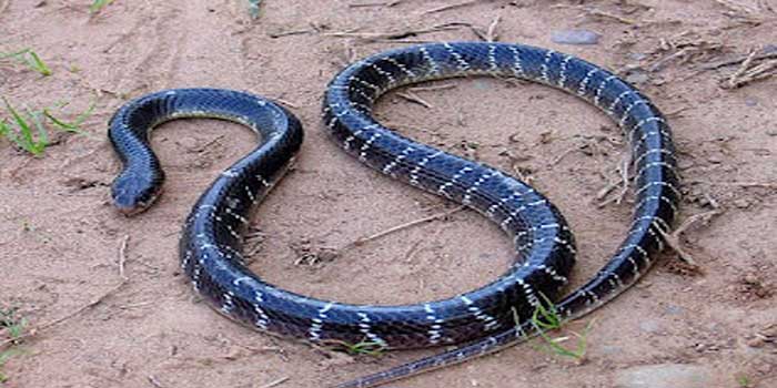 വീട്ടിലെ ശുചിമുറിയിൽ നിന്ന് രണ്ടര വയസുകാരന് പാമ്പ് കടിലേറ്റു, കടിച്ചത് ശംഖുവരയൻ, കുട്ടിയുടെ ആരോ​ഗ്യനില തൃപ്തികരം