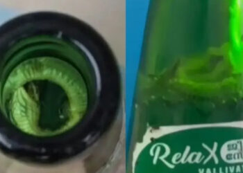 ജീരക സോഡയില്‍ ചത്ത പാമ്പിന്‍ കുഞ്ഞ്, നിർമ്മാണ യൂണിറ്റ് അടച്ചുപൂട്ടി, മുഴുവന്‍ സ്റ്റോക്കും നശിപ്പിച്ച് ഭക്ഷ്യ സുരക്ഷാ വകുപ്പ്, സോഡാ കുപ്പികള്‍ സൂക്ഷിച്ചിരുന്നത് അടച്ചുറപ്പില്ലാത്ത സ്ഥലത്ത്