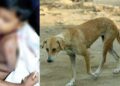 രാത്രിയിൽ അമ്മയ്ക്കൊപ്പം കിണറ്റുകരയിൽ നിന്ന് കുളിക്കുകയായിരുന്ന നാലുവയസുകാരനെ തെരുവുനായ കടിച്ചുകീറി, തലയിലും ദേഹത്തും പല്ലുകൾ ആഴ്ന്നിറങ്ങിയ മുറിവുകൾ, നായയുടെ പിടിയിൽ നിന്നും നിന്നും കുഞ്ഞിനെ മോചിപ്പിച്ചത് കരച്ചിൽ കേട്ട് ഓടിക്കൂടിയ പരിസരവാസികൾ, പിന്നാലെ നായ ചത്ത നിലയിൽ, മറ്റ് രണ്ട് പേർക്കുകൂടി നായയുടെ കടിയേറ്റു