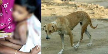 രാത്രിയിൽ അമ്മയ്ക്കൊപ്പം കിണറ്റുകരയിൽ നിന്ന് കുളിക്കുകയായിരുന്ന നാലുവയസുകാരനെ തെരുവുനായ കടിച്ചുകീറി, തലയിലും ദേഹത്തും പല്ലുകൾ ആഴ്ന്നിറങ്ങിയ മുറിവുകൾ, നായയുടെ പിടിയിൽ നിന്നും നിന്നും കുഞ്ഞിനെ മോചിപ്പിച്ചത് കരച്ചിൽ കേട്ട് ഓടിക്കൂടിയ പരിസരവാസികൾ, പിന്നാലെ നായ ചത്ത നിലയിൽ, മറ്റ് രണ്ട് പേർക്കുകൂടി നായയുടെ കടിയേറ്റു