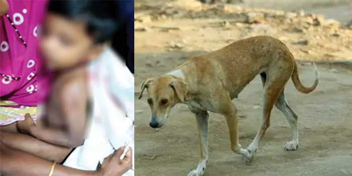 രാത്രിയിൽ അമ്മയ്ക്കൊപ്പം കിണറ്റുകരയിൽ നിന്ന് കുളിക്കുകയായിരുന്ന നാലുവയസുകാരനെ തെരുവുനായ കടിച്ചുകീറി, തലയിലും ദേഹത്തും പല്ലുകൾ ആഴ്ന്നിറങ്ങിയ മുറിവുകൾ, നായയുടെ പിടിയിൽ നിന്നും നിന്നും കുഞ്ഞിനെ മോചിപ്പിച്ചത് കരച്ചിൽ കേട്ട് ഓടിക്കൂടിയ പരിസരവാസികൾ, പിന്നാലെ നായ ചത്ത നിലയിൽ, മറ്റ് രണ്ട് പേർക്കുകൂടി നായയുടെ കടിയേറ്റു