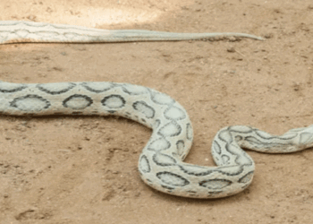 സംസ്ഥാനത്ത് പാമ്പുകടിയേറ്റുള്ള മരണങ്ങൾ തുടർസംഭവമാകുന്നു; കർമ്മ പദ്ധതി, സർപ്പ ആപ്പ് സേവനം ഒരുക്കി വനംവകുപ്പ്; പാമ്പുപിടുത്തത്തിൽ പരിശീലനം നേടിയ വോളണ്ടിയർമാരുടെ സേവനം 24 മണിക്കൂറും