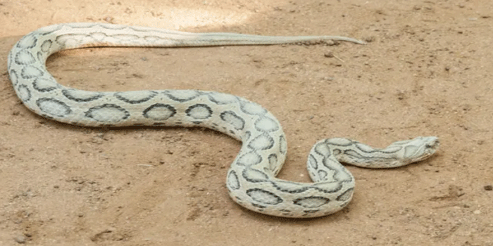 സംസ്ഥാനത്ത് പാമ്പുകടിയേറ്റുള്ള മരണങ്ങൾ തുടർസംഭവമാകുന്നു; കർമ്മ പദ്ധതി, സർപ്പ ആപ്പ് സേവനം ഒരുക്കി വനംവകുപ്പ്; പാമ്പുപിടുത്തത്തിൽ പരിശീലനം നേടിയ വോളണ്ടിയർമാരുടെ സേവനം 24 മണിക്കൂറും