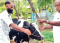 തിരഞ്ഞെടുപ്പ് ഫലത്തിന്റെ പേരിൽ ബെറ്റ്; തോറ്റതോടെ സിപിഎമ്മുകാരന്റെ വീട്ടിലെ 16 ലിറ്റർ കറവയുള്ള പശു ലീ​ഗുകാരന് സ്വന്തം! വാക്ക് പാലിച്ചു