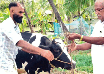 തിരഞ്ഞെടുപ്പ് ഫലത്തിന്റെ പേരിൽ ബെറ്റ്; തോറ്റതോടെ സിപിഎമ്മുകാരന്റെ വീട്ടിലെ 16 ലിറ്റർ കറവയുള്ള പശു ലീ​ഗുകാരന് സ്വന്തം! വാക്ക് പാലിച്ചു