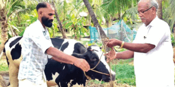 തിരഞ്ഞെടുപ്പ് ഫലത്തിന്റെ പേരിൽ ബെറ്റ്; തോറ്റതോടെ സിപിഎമ്മുകാരന്റെ വീട്ടിലെ 16 ലിറ്റർ കറവയുള്ള പശു ലീ​ഗുകാരന് സ്വന്തം! വാക്ക് പാലിച്ചു