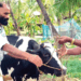 തിരഞ്ഞെടുപ്പ് ഫലത്തിന്റെ പേരിൽ ബെറ്റ്; തോറ്റതോടെ സിപിഎമ്മുകാരന്റെ വീട്ടിലെ 16 ലിറ്റർ കറവയുള്ള പശു ലീ​ഗുകാരന് സ്വന്തം! വാക്ക് പാലിച്ചു