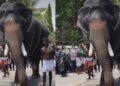 ഇരിങ്ങാലക്കുട കൂടൽമാണിക്യം ക്ഷേത്ര ഉത്സവം തുടങ്ങിയശേഷം ആന ഇടയുന്നത് ഇത് മൂന്നാം തവണ… ആന ഇടഞ്ഞ് തളച്ചിരുന്ന തെങ്ങടക്കം പിഴുത് മറിച്ചിട്ടു, കഴിഞ്ഞ ദിവസം പാപ്പാനെ ചവിട്ടിക്കൊന്നതും ഇതേ ക്ഷേത്രത്തിലെത്തിച്ച ആന, പിറ്റേദിവസമെത്തിച്ച ആന ഇടഞ്ഞ് പാപ്പാനെ കുത്താൻ ഓടിച്ചു