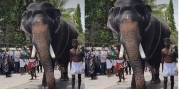 ഇരിങ്ങാലക്കുട കൂടൽമാണിക്യം ക്ഷേത്ര ഉത്സവം തുടങ്ങിയശേഷം ആന ഇടയുന്നത് ഇത് മൂന്നാം തവണ… ആന ഇടഞ്ഞ് തളച്ചിരുന്ന തെങ്ങടക്കം പിഴുത് മറിച്ചിട്ടു, കഴിഞ്ഞ ദിവസം പാപ്പാനെ ചവിട്ടിക്കൊന്നതും ഇതേ ക്ഷേത്രത്തിലെത്തിച്ച ആന, പിറ്റേദിവസമെത്തിച്ച ആന ഇടഞ്ഞ് പാപ്പാനെ കുത്താൻ ഓടിച്ചു