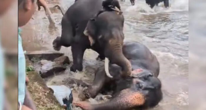 ആനത്താവളത്തില് ആനകള് തമ്മില് ഏറ്റുമുട്ടി, കണ്ടുനിന്ന യുവതിയുടെ ദേഹത്തേക്ക് ആന മറിഞ്ഞ് വീണു, സ്വാസം കിട്ടാതെ പിടഞ്ഞ് മരിച്ച് യുവതി