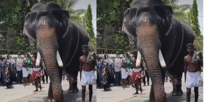 ഇരിങ്ങാലക്കുട കൂടൽമാണിക്യം ക്ഷേത്ര ഉത്സവം തുടങ്ങിയശേഷം ആന ഇടയുന്നത് ഇത് മൂന്നാം തവണ… ആന ഇടഞ്ഞ് തളച്ചിരുന്ന തെങ്ങടക്കം പിഴുത് മറിച്ചിട്ടു, കഴിഞ്ഞ ദിവസം പാപ്പാനെ ചവിട്ടിക്കൊന്നതും ഇതേ ക്ഷേത്രത്തിലെത്തിച്ച ആന, പിറ്റേദിവസമെത്തിച്ച ആന ഇടഞ്ഞ് പാപ്പാനെ കുത്താൻ ഓടിച്ചു