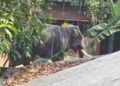 ക്ഷേത്രോത്സവത്തിനെത്തിച്ച ആനയിടഞ്ഞു, ആനയെ കൊണ്ടുവന്ന ലോറിയുടെ ഡ്രൈവറെ ചവിട്ടിക്കൊന്നു, മൃതദേഹം മാറ്റാൻ സമ്മതിക്കാതെ സമീപത്ത് നിലയിറപ്പിച്ച് ആന!! രണ്ടാം പാപ്പാന് ​ഗുരുതര പരുക്ക്