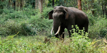 റോഡ് മുറിച്ചുകടക്കുകയായിരുന്ന ആനയുടെ മുന്നില്‍ പെട്ടു, സ്കൂട്ടര്‍ യാത്രക്കാരിയെ ചവിട്ടിക്കൊന്ന് കാട്ടാന, ഭര്‍ത്താവ് രക്ഷപ്പെട്ടത് തലനാരിഴയ്ക്ക്