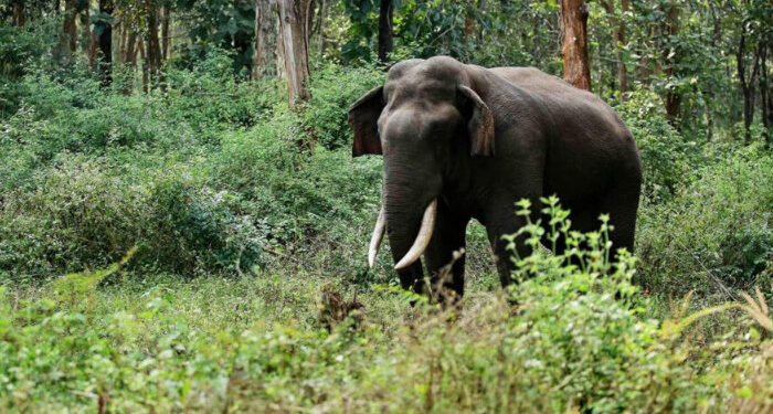 റോഡ് മുറിച്ചുകടക്കുകയായിരുന്ന ആനയുടെ മുന്നില്‍ പെട്ടു, സ്കൂട്ടര്‍ യാത്രക്കാരിയെ ചവിട്ടിക്കൊന്ന് കാട്ടാന, ഭര്‍ത്താവ് രക്ഷപ്പെട്ടത് തലനാരിഴയ്ക്ക്