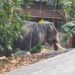ക്ഷേത്രോത്സവത്തിനെത്തിച്ച ആനയിടഞ്ഞു, ആനയെ കൊണ്ടുവന്ന ലോറിയുടെ ഡ്രൈവറെ ചവിട്ടിക്കൊന്നു, മൃതദേഹം മാറ്റാൻ സമ്മതിക്കാതെ സമീപത്ത് നിലയിറപ്പിച്ച് ആന!! രണ്ടാം പാപ്പാന് ​ഗുരുതര പരുക്ക്