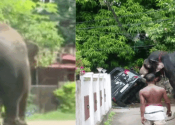 തൃശ്ശൂരിൽ ആന ഇടഞ്ഞു; വാഹനങ്ങളും വീടുകളുടെ ​ഗേറ്റും ഷീറ്റുമെല്ലാം തകർത്തു; പട്ടിയെ കണ്ട് പേടിച്ചതോടെയാണ് ആനയുടെ സ്വഭാവം മാറിയതെന്ന് പാപ്പാൻ
