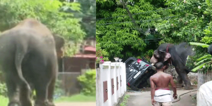 തൃശ്ശൂരിൽ ആന ഇടഞ്ഞു; വാഹനങ്ങളും വീടുകളുടെ ഗേറ്റും ഷീറ്റുമെല്ലാം തകർത്തു; പട്ടിയെ കണ്ട് പേടിച്ചതോടെയാണ് ആനയുടെ സ്വഭാവം മാറിയതെന്ന് പാപ്പാൻ