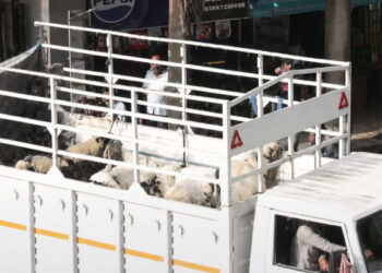 മുസ്ലിങ്ങളുടെ വീടിന് സമീപത്തേക്ക് പന്നിക്കൂട്ടങ്ങളെ അഴിച്ച്‌വിട്ട് ഹിന്ദുത്വ പ്രവര്‍ത്തകര്‍, ഹനുമാന്‍ ചാലിസ ഉരുവിട്ട് ഒത്തുകൂടി വിശ്വ ഹിന്ദു പരിഷത്തും ബജ്റംഗ് ദള്ളും