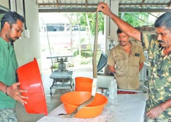 കൊക്കാല മൃഗാശുപത്രിയിൽ മൂർഖന് അടിയന്തര ശസ്ത്രക്രിയ!! വയറ്റിൽ കുരുങ്ങിയ ഇരുമ്പ് കൊളുത്തുമായി മൃ​ഗാശുപത്രിയിലേക്ക്, ഒന്നര മണിക്കൂറിനു ശേഷം തുന്നിക്കെട്ടി ബാൻഡേജ് ഒട്ടിച്ച് വിഐപി പരി​ഗണനയിൽ പൊങ്ങണംകാട് ഫോറസ്റ്റ് സ്റ്റേഷനിലെ നിരീക്ഷണ വാർഡിൽ