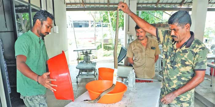 തൃശ്ശൂർ കൊക്കാല മൃഗാശുപത്രിയിൽ മൂർഖന് അടിയന്തര ശസ്ത്രക്രിയ!! വയറ്റിൽ കുരുങ്ങിയ ഇരുമ്പ് കൊളുത്തുമായി മൃ​ഗാശുപത്രിയിലേക്ക്, ഒന്നര മണിക്കൂറിനു ശേഷം തുന്നിക്കെട്ടി ബാൻഡേജ് ഒട്ടിച്ച് വിഐപി പരി​ഗണനയിൽ പൊങ്ങണംകാട് ഫോറസ്റ്റ് സ്റ്റേഷനിലെ നിരീക്ഷണ വാർഡിൽ