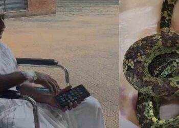 പോത്തിനെ തീറ്റുന്നതിനിടെ പാമ്പ് കടിയേറ്റു, കടിച്ച പാമ്പിനെ കയ്യോടെ പിടികൂടി കവറിലാക്കി നേരെ ആശുപത്രിയിലേക്ക്…ചികിത്സയിൽ കഴിയുന്ന യുവാവിന്റെ ആരോ​ഗ്യനില തൃപ്തികരം