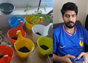 പകല് ഐടി ജോലി, രാത്രി കഞ്ചാവ് കൃഷി, ചമ്മന്തി അരയ്ക്കാനും പാലിൽ ചേർത്ത് കുടിക്കാനുംവരെ കഞ്ചാവ്, ജൈവ വളം ഉപയോഗിച്ച് പരിപാലനം, ഫ്ലാറ്റില് 70തിലധികം കഞ്ചാവ് ചെടി നട്ട് വളര്ത്തിയ ടെക്നോപാർക്ക് ഐടി മാനേജർ പിടിയില്