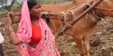 നിലം ഉഴുതുമറിക്കാന് കാളയില്ല, പകരം ഭാര്യയെ കലപ്പയില് കെട്ടി കര്ഷകന്, വീഡിയോ വൈറലായതിന് പിന്നാലെ കാളയെ സമ്മാനിച്ച് ദേവേന്ദ്ര ഫഡ്നാവിസ്