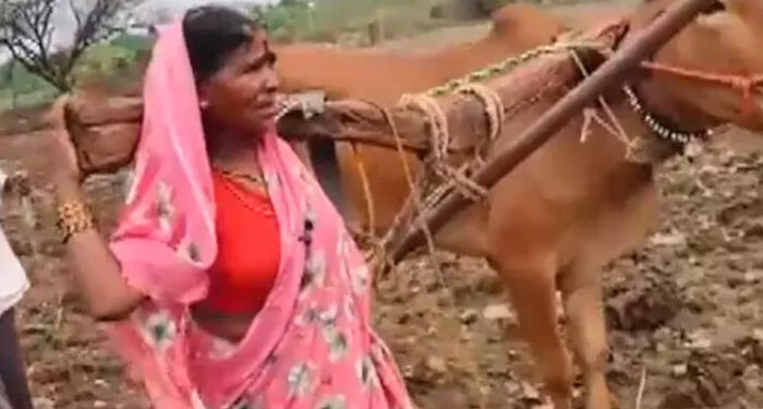 നിലം ഉഴുതുമറിക്കാന് കാളയില്ല, പകരം ഭാര്യയെ കലപ്പയില് കെട്ടി കര്ഷകന്, വീഡിയോ വൈറലായതിന് പിന്നാലെ കാളയെ സമ്മാനിച്ച് ദേവേന്ദ്ര ഫഡ്നാവിസ്